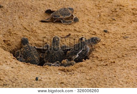 Baby Sea Turtle Hatching. One Day Old Sea Turtles In Hikkaduwa In The Turtle Farm.,sri Lanka . Logge