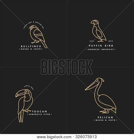 Vector Golden Color Illustration Set Of Birds - Puffin, Pelican, Bullfinch, Toucan In Trendy Linear 