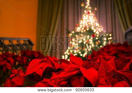 Poinsettia with decorated Christmas tree