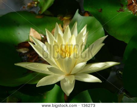 Lotus