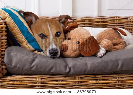 Cozy  Dog In Bed With Teddy Bear