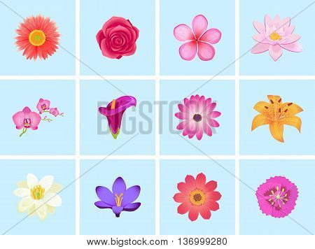 Flower color set design flat isolated. Flower floral, nature flower summer rose, spring flower, plant garden flower, petal flower, blossom flower, color flora, eco natural flower, bloom illustration