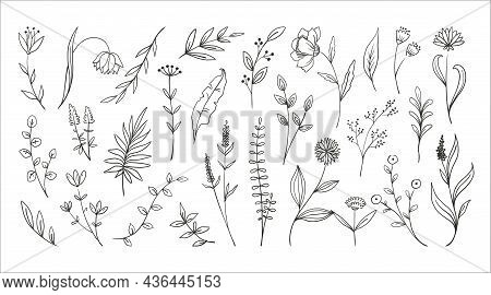 Doodle Forest Plants. Hand Drawn Simple Flowers. Foliage And Wood Ferns. Decorative Floral Sketch. E