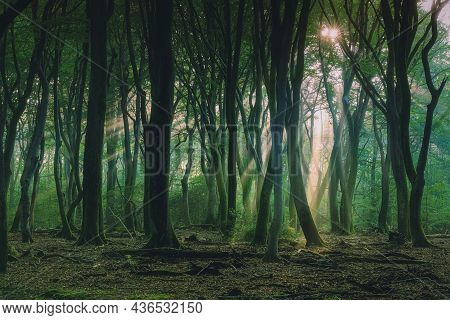 Autumn Misty Forest Fog Landscape. Forest Mist Autumn Fog View. Autumn Forest Mist Fog Scene. Misty 