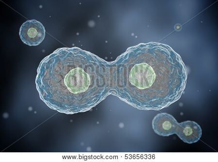 Two cells divide by osmosis, in the background other cells.