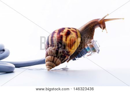 Snail With Rj45 Connector Symbolic Photo For Slow Internet Connection. Broadband Connection Is Not A