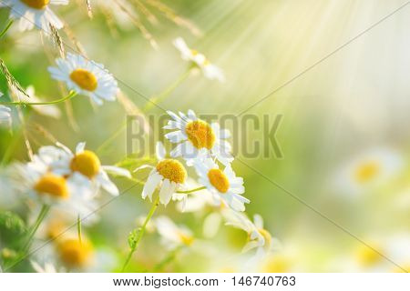 Chamomile field flowers border. Beautiful nature scene with blooming medical chamomilles in sun flare. Alternative medicine Spring Daisy. Summer flowers. Beautiful meadow. Summer background