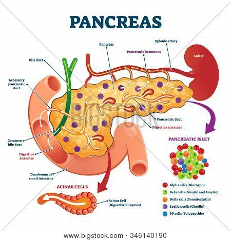 Pancreas Anatomical Cross Section Model, Vector Illustration Medical Example. Blood Flow Process, Ce