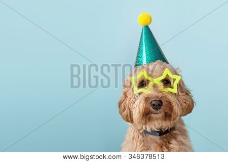 Cute dog at a birthday party wearing party hat and star glasses