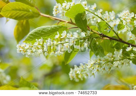 Bird Cherry Blooming