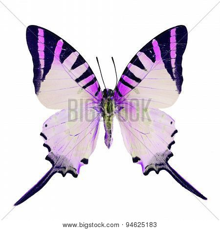 Fancy Butterfly Isolated On White