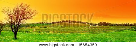 Immagine panoramica di un albero e un vigneto al tramonto