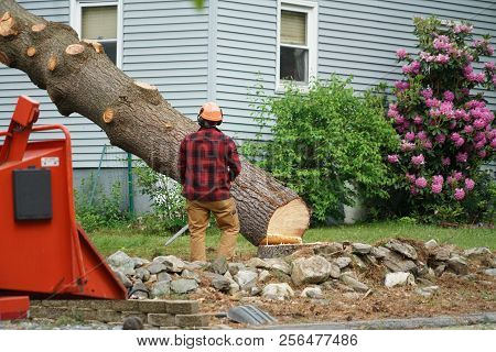 Manual Worker Removing Tree In Residential Area