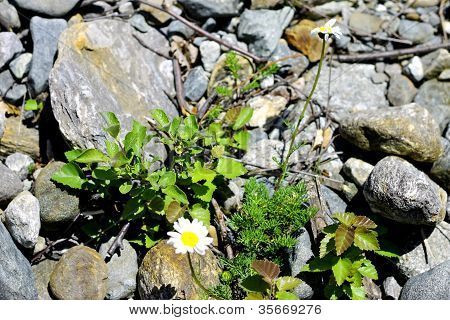 Wild Camomille Growing On The Stone Ground