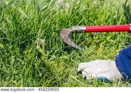 Defocus Scythe With Green Grass. Close-up Farmer Sharpening His Scythe For Using To Mow The Grass Tr