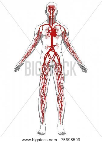 vascular system