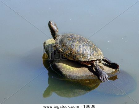 Lonely Turtle Sunbathing