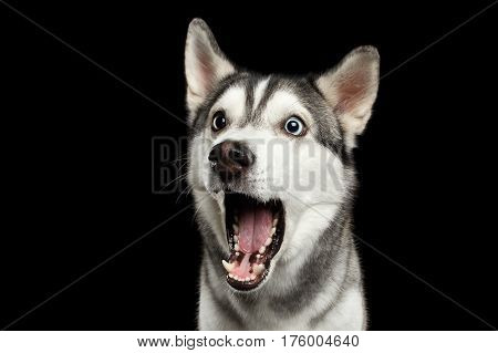 Portrait of Amazement Siberian Husky Dog opened mouth surprised on Isolated Black Background, front view