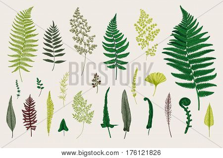 Set Ferns. Vintage vector botanical illustration. Colorful