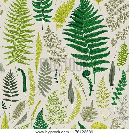 Seamless pattern. Ferns. Vintage vector botanical illustration.