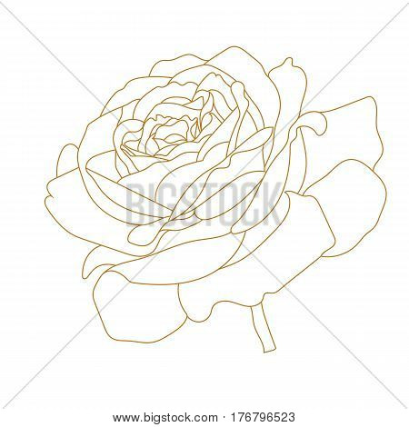 Graphical golden flower illustration. golden rose flower, contour rose flower, bloom rose flower, decorative rose flower, isolate rose flower, blossom rose flower, monochrome rose flower. Vector.