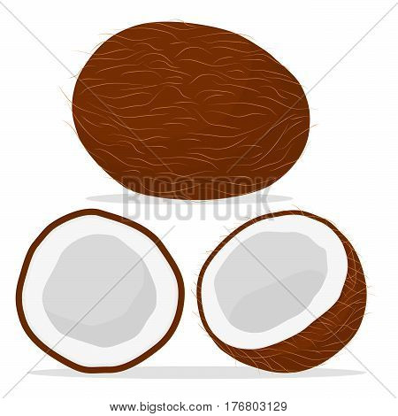 Vector illustration logo for whole ripe fruit white coconut cut half nut background.Coconut drawing pattern consisting of tag label natural coco milk.Eat fresh raw organic coconuts fragrant flesh palm