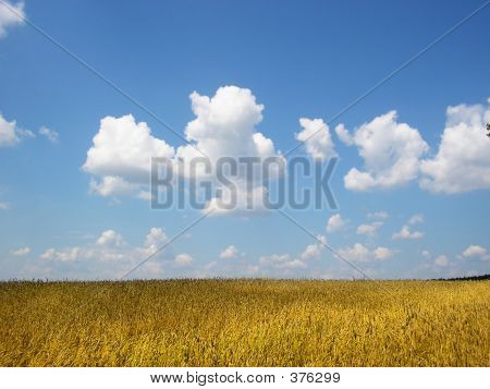 A Field Of Wheat