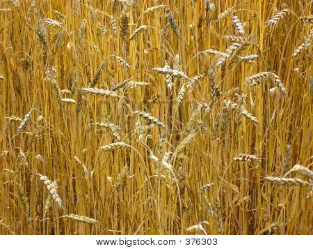 A Field Of Wheat