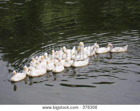 Group Of Ducks