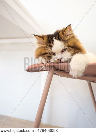 Persian Cat Lay Down On Chair Looking To The Camera