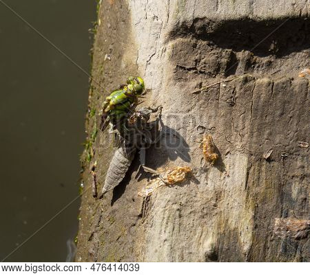 Larval Dragonfly Grey Shell. Nymphal Exuvia Of Gomphus Vulgatissimus. White Filaments Hanging Out Of