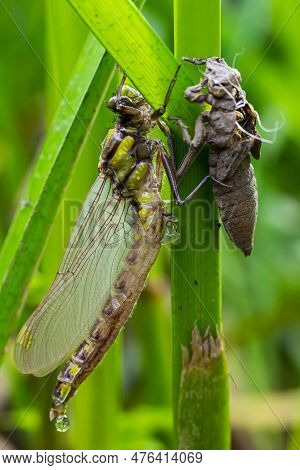 Larval Dragonfly Grey Shell. Nymphal Exuvia Of Gomphus Vulgatissimus. White Filaments Hanging Out Of