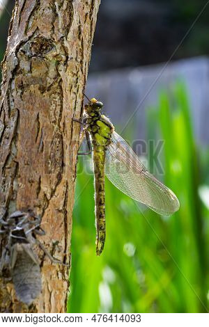 Larval Dragonfly Grey Shell. Nymphal Exuvia Of Gomphus Vulgatissimus. White Filaments Hanging Out Of