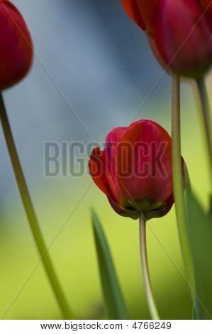 Tulipe rouge