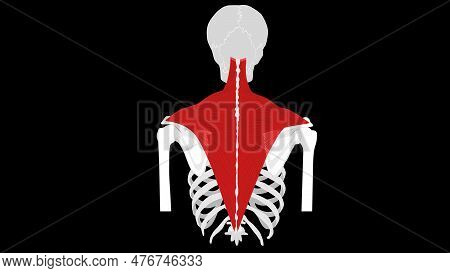 Anatomy Trapezius Image & Photo (Free Trial) | Bigstock