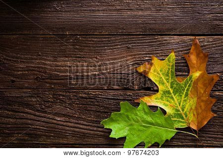 Autumn Background