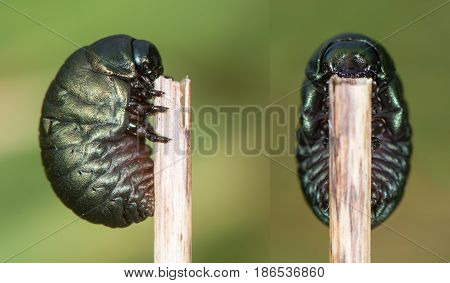 Bloody-nosed beetle (Timarcha tenebricosa) larva composite. Larval stage of beetle in the family Chrysomelidae found feeding on bedstraws (Galium sp.)