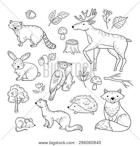 Sketch Forest Animals. Woodland Cute Baby Animal Raccoon Elk Hare Woodpecker Hedgehog Marten Fox Chi