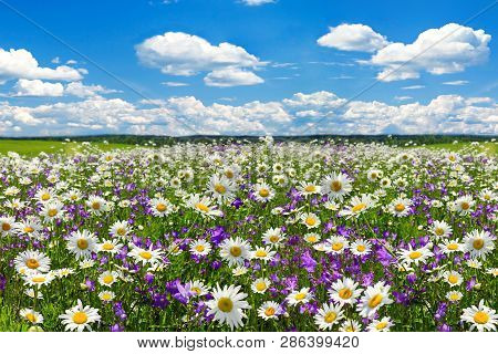 Spring Landscape With Flowering Flowers On Meadow. White Chamomile And Purple Bluebells Blossom On F