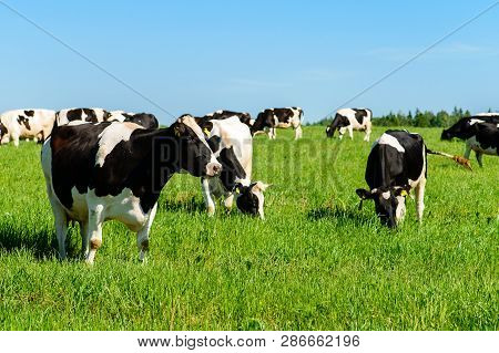 Cows Graze On A Green Field In Sunny Weather And Blue Sky, Layout With Space For Text Copy Space. Ca