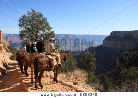 Horse Riders In Grand Canyon