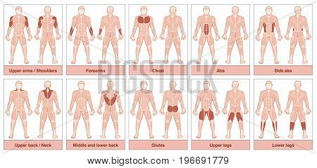 muscle, group, chart, male, body, human, muscles, names, labeled, groups, illustration, largest, important, man, description, bodybuilder, athletic, pecs, abs, deltoids, biceps, six packs, anatomy, muscular, workout, front, back, view, sport, biology, fit