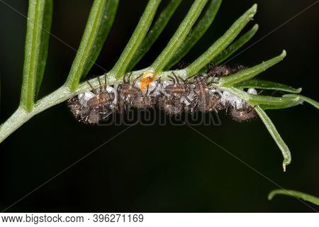 Black-spotted Lady Beetle Of The
Tribe Coccinellini In Larval State Hatching From Eggs