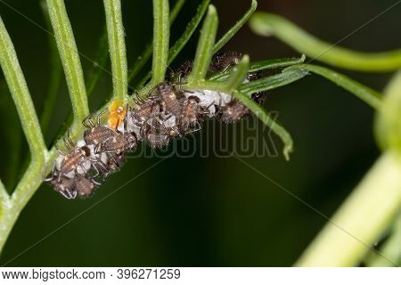 Black-spotted Lady Beetle Of The
Tribe Coccinellini In Larval State Hatching From Eggs