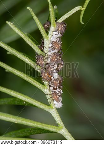 Black-spotted Lady Beetle Of The
Tribe Coccinellini In Larval State Hatching From Eggs