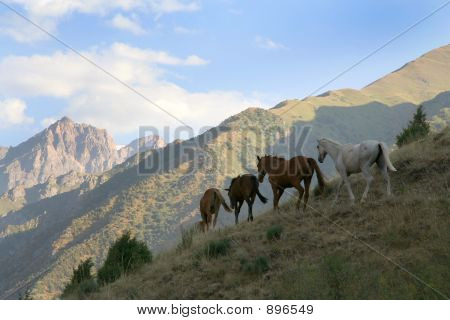 Herd Of Wild Horses In Twilight