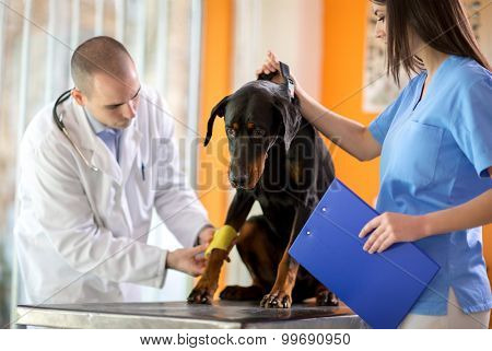 bandaging a bandage on dog 's hurt paw by veterinarian in vet infirmary