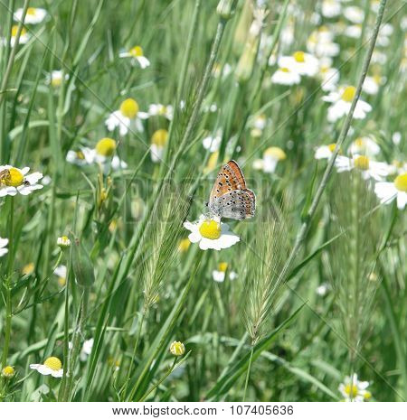 Orange butterfly on the camomille flower in summer