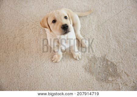 Cute puppy sitting on carpet near wet spot