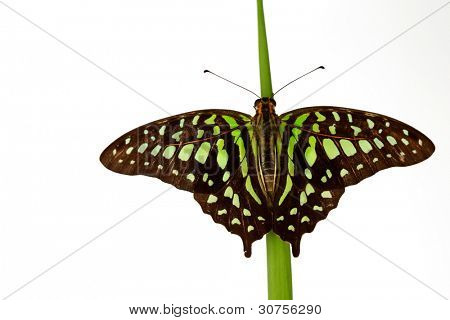  Graphium on green grass isolated